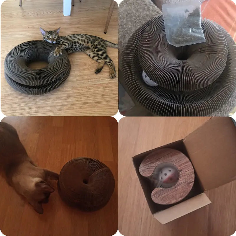 Juguete Mágico para Gatos Organ Cat Toy Scratcher